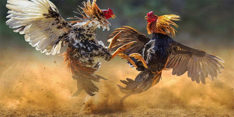 Đá gà trực tuyến với trận đấu từ các giống gà nòi Việt Nam vô cùng kịch tình